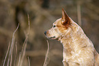 Australian Cattle Dog Portrait