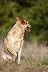 sitting Australian Cattle Dog