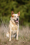 sitting Australian Cattle Dog