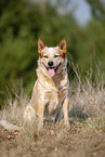 sitting Australian Cattle Dog