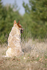 sitting Australian Cattle Dog