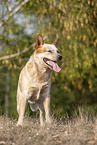 standing Australian Cattle Dog