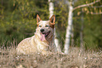 lying Australian Cattle Dog