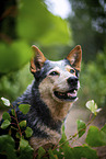 Australian Cattle Dog Portrait
