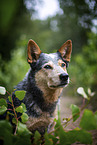 Australian Cattle Dog Portrait