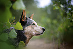 Australian Cattle Dog Portrait