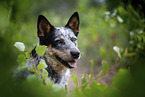 Australian Cattle Dog Portrait