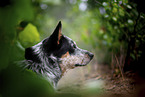 Australian Cattle Dog Portrait