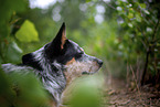 Australian Cattle Dog Portrait