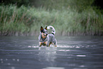 Australian Cattle Dog