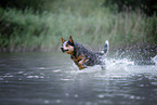 Australian Cattle Dog runs through the water