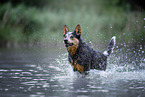 Australian Cattle Dog runs through the water