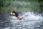 Australian Cattle Dog runs through the water