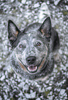 female Australian Cattle Dog