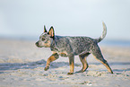 Australian Cattle Dog Puppy