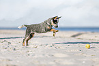 Australian Cattle Dog Puppy