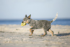 Australian Cattle Dog Puppy