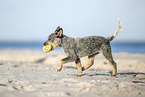 Australian Cattle Dog Puppy