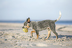 Australian Cattle Dog Puppy