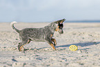 Australian Cattle Dog Puppy