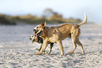 2 Australian Cattle Dogs