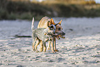 2 Australian Cattle Dogs