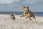 2 Australian Cattle Dogs