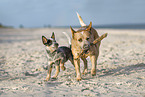 2 Australian Cattle Dogs