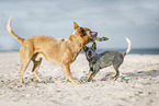 2 Australian Cattle Dogs