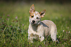 standing Australian Cattle Dog puppy