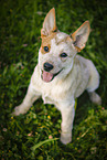 sitting Australian Cattle Dog puppy