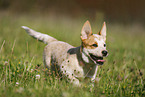 running Australian Cattle Dog puppy