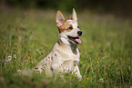 sitting Australian Cattle Dog puppy