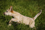 running Australian Cattle Dog puppy