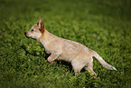 walking Australian Cattle Dog puppy