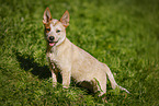 standing Australian Cattle Dog puppy