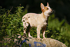 standing Australian Cattle Dog puppy