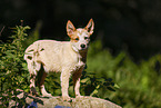 standing Australian Cattle Dog puppy