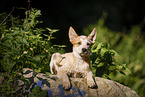 lying Australian Cattle Dog puppy