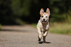 running Australian Cattle Dog puppy