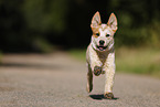 running Australian Cattle Dog puppy