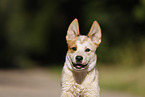 Australian Cattle Dog Portrait