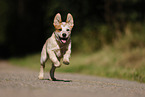 running Australian Cattle Dog puppy