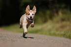 running Australian Cattle Dog puppy