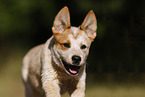 Australian Cattle Dog puppy