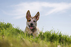 lying Australian Cattle Dog puppy