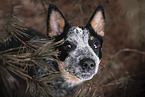 Australian Cattle Dog