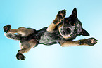 Australian Cattle Dog from below