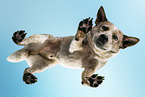 Australian Cattle Dog from below