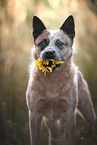 male Australian Cattle Dog